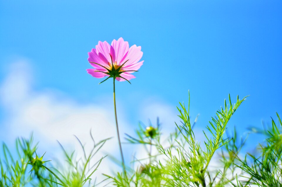 Plants grass flowers