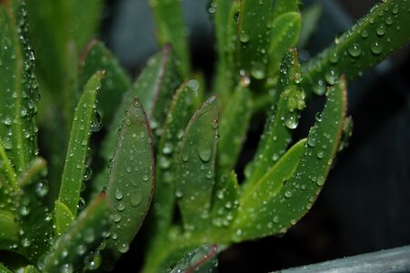Carpobrotus nature droplet