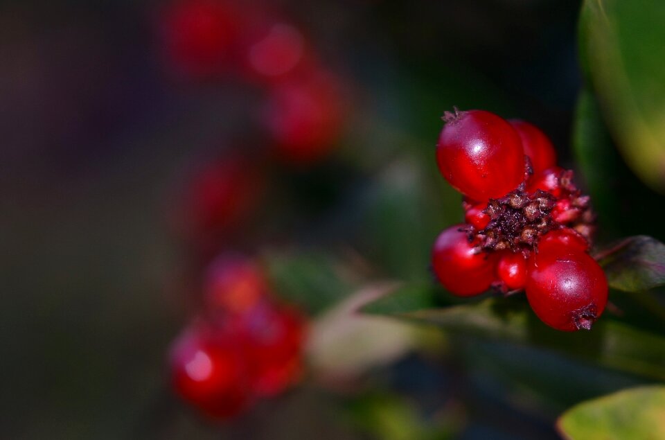 Red red currant soft