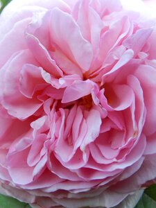 Color pink botany pink roses photo