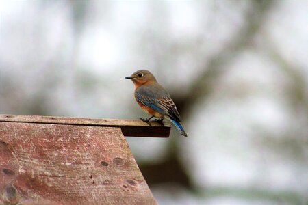 Bird wildlife female eastern blue bird photo