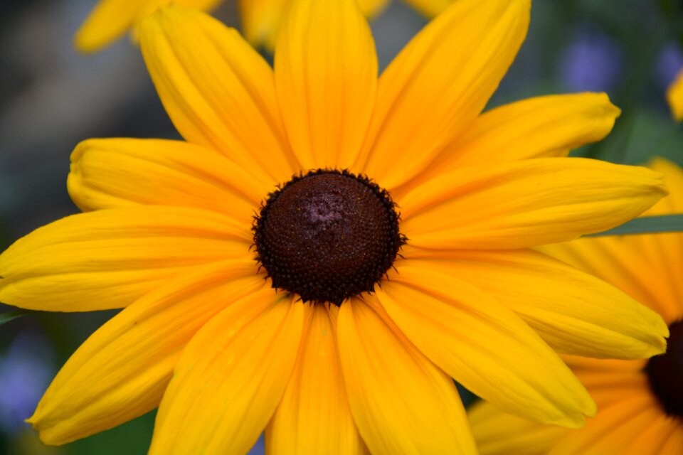 Yellow big flower massive nature plant