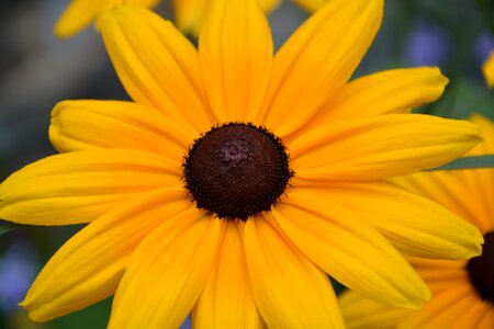 Yellow big flower massive nature plant