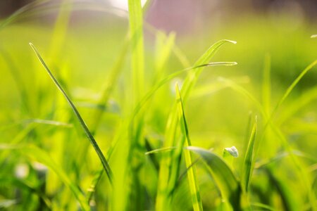 Grass background solid