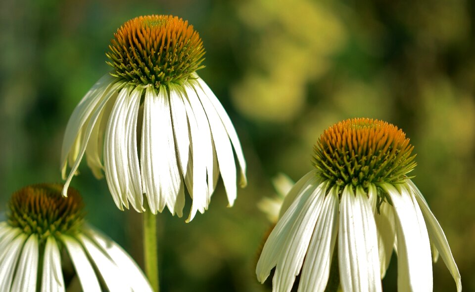 Floral summer natural photo