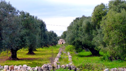 Oliverais