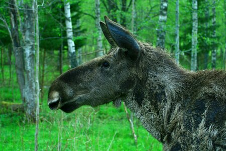 Moose sweden wild
