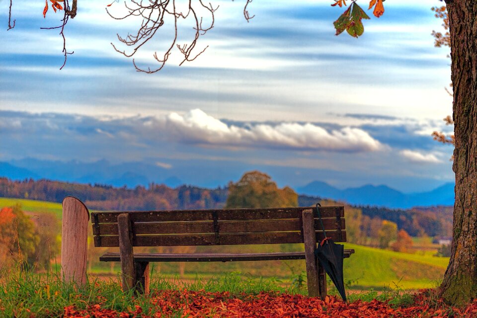 Nature tree landscape