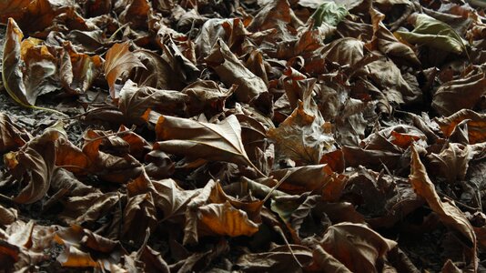 Leaf golden autumn nature