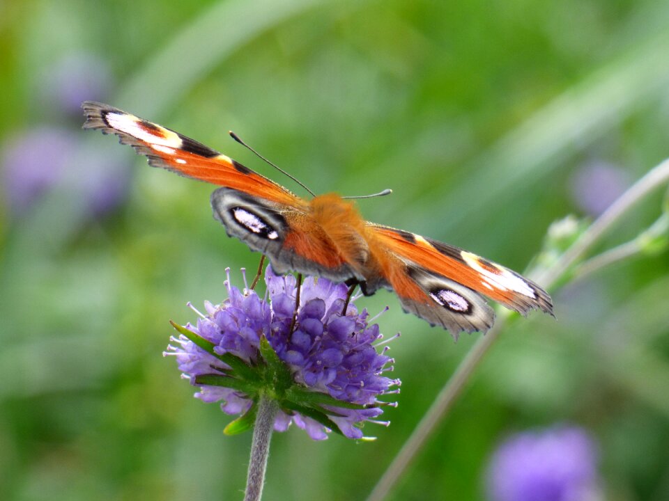 Insect peacock flower