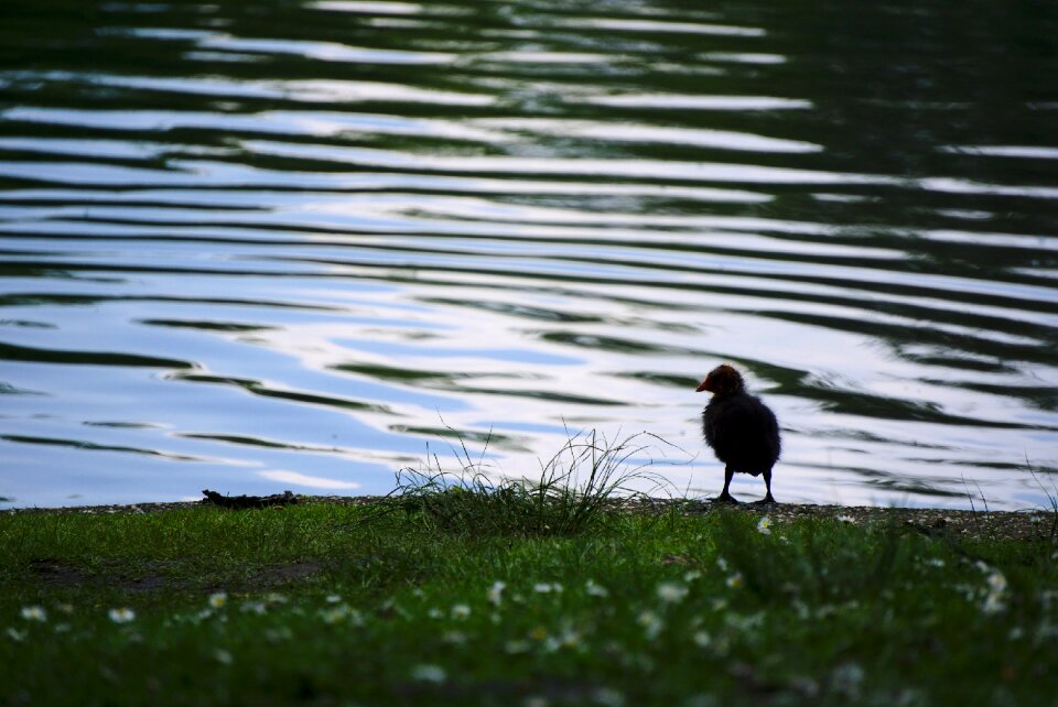 Wildlife young loneliness