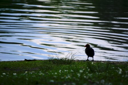 Wildlife young loneliness