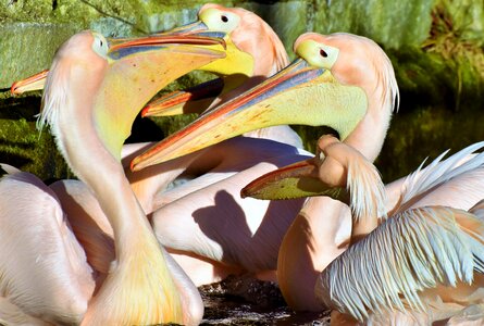 Bill bird animal