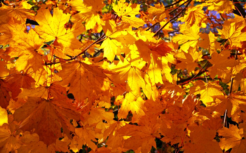 Leaves fall leaves fall color