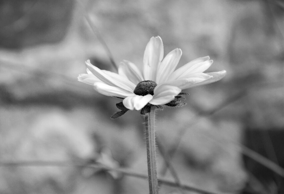 Bouquet commitment tenderness