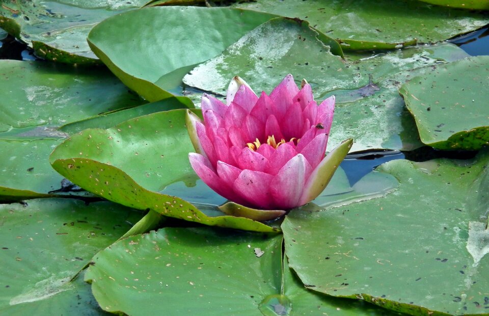 Aquatic leaf pond