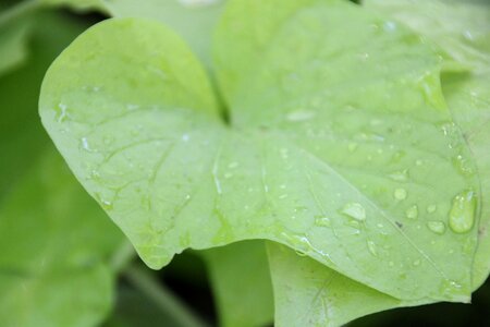 Water drops green leaf flower photo