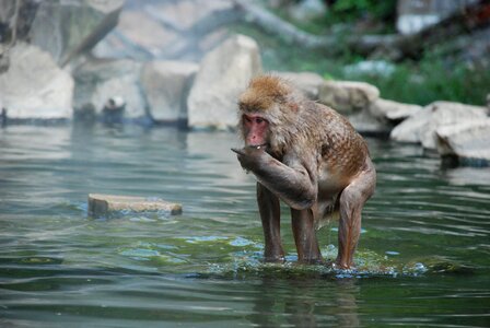 Animal wild monkey photo