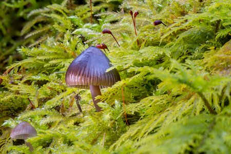 Green sponge small mushroom