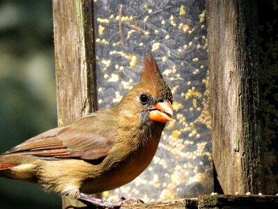 Close up female cardinal wildlife photo