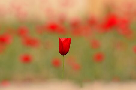 Petal rose beautiful