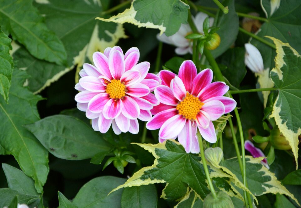 Green leaves garden blooming