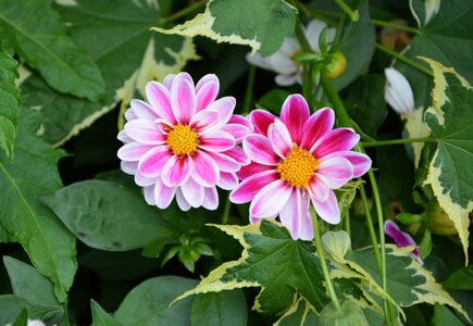 Green leaves garden blooming