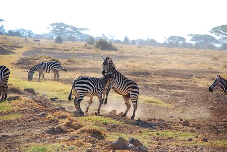 Safari wildlife mammal