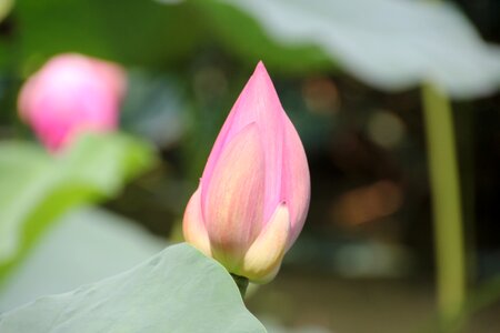 Lotus green leaf background
