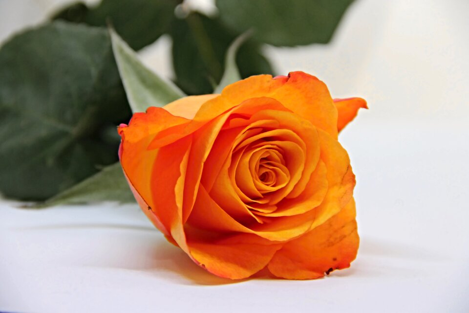 Orange flower rose blooms