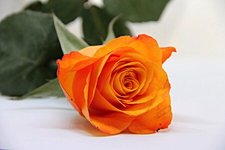 Orange flower rose blooms photo