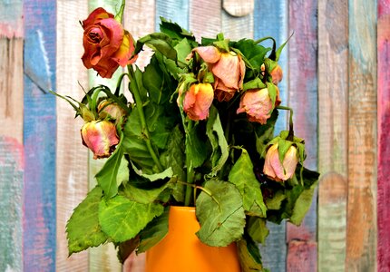 Transient nature garden rose