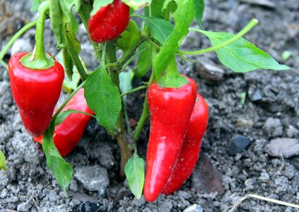 Red food red pepper