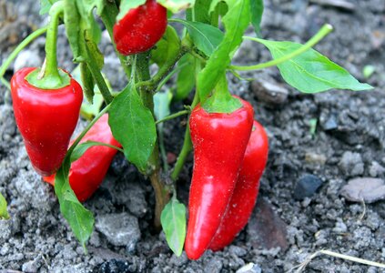 Red food red pepper photo