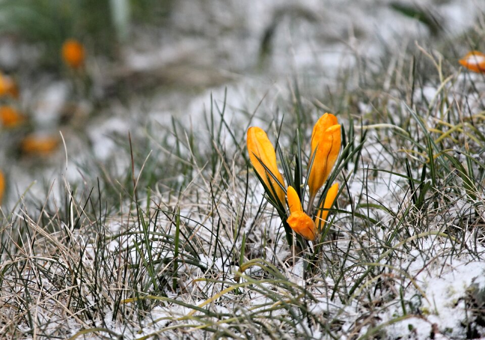 Snow cold group