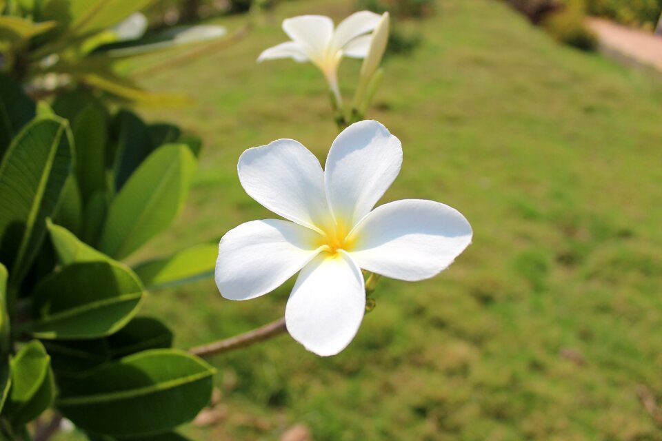 Flower leaf garden