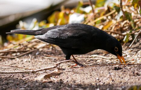 Bird blackbird black
