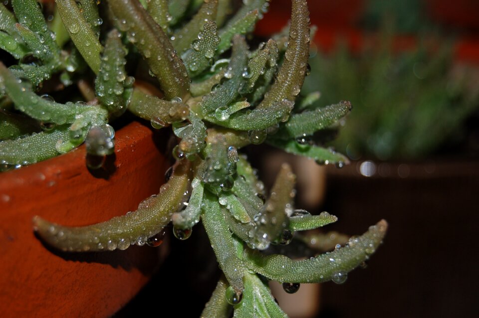 Succulent plant droplets Free photos
