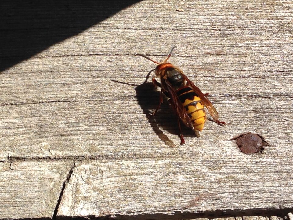 Bee fly nature