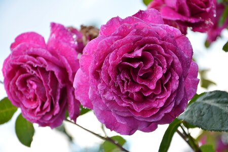 Rose garden pink roses photo