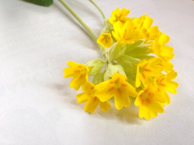 Yellow primula natural