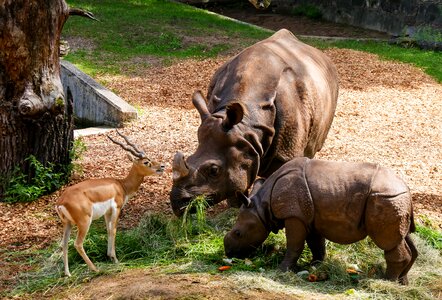 Antelope horns feeding