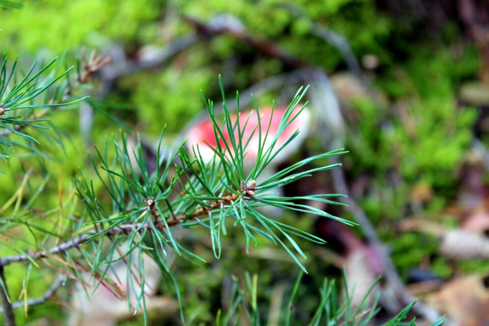 Needles coniferous nature