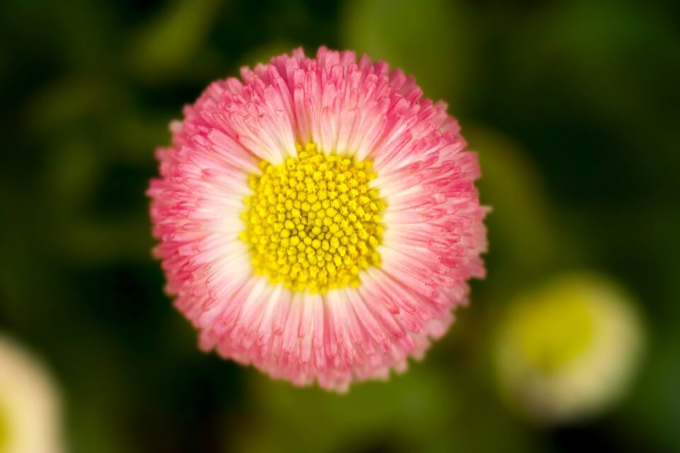 Summer petal bokeh photo