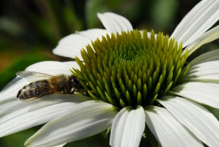 Insect garden echinacea