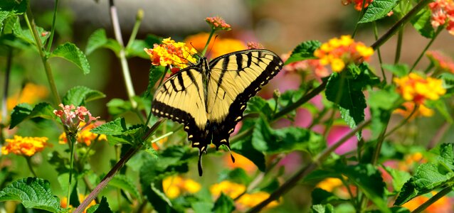 Flower outdoors tiger swallowtail butterfly