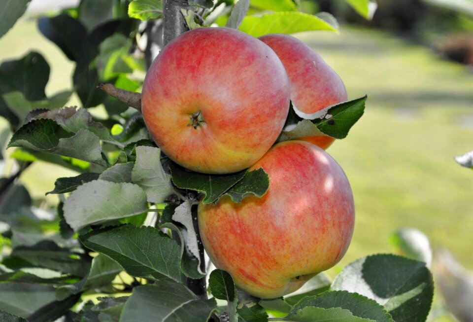 Nature eating apple