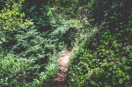 Shrubs bushes trail photo