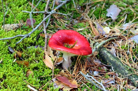 Mushrooms nature autumn photo