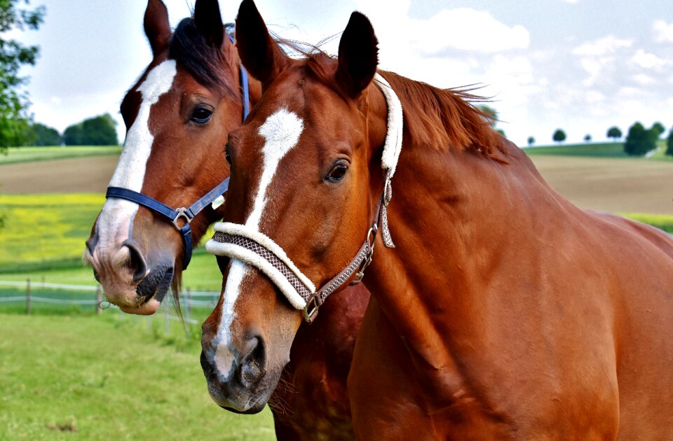 Stallion eat paddock